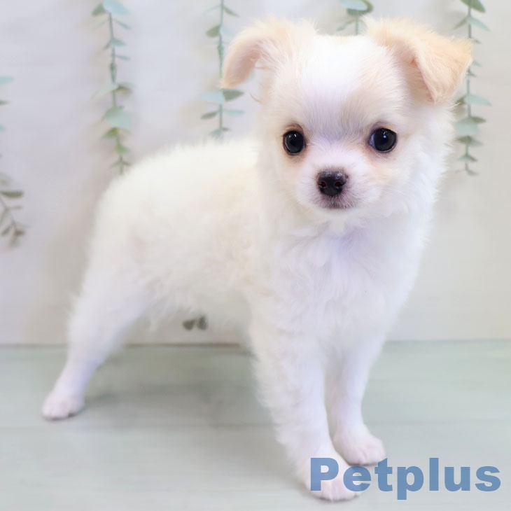 熊本県のチワワ(ロング) (ペットプラス 熊本店/2025年10月16日生まれ/女の子/ホワイトクリーム)の子犬の2枚目の画像