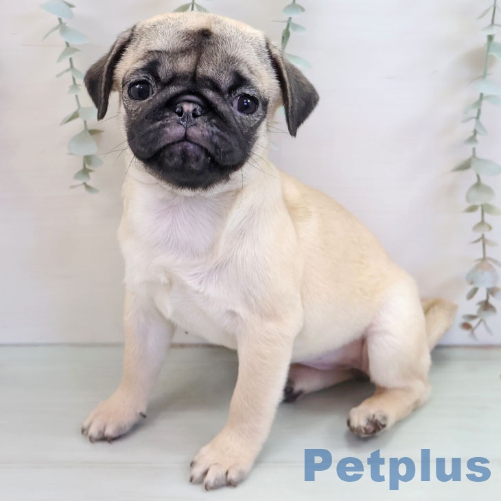福岡県のパグ (ペットプラス 香椎浜店/2025年9月28日生まれ/女の子/フォーン)の子犬の1枚目の画像