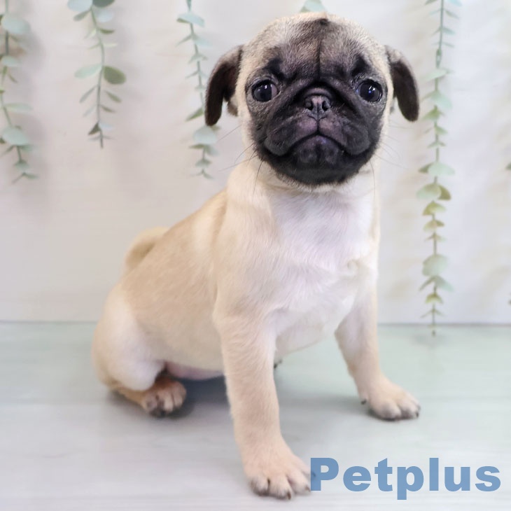 福岡県のパグ (ペットプラス 香椎浜店/2025年9月28日生まれ/女の子/フォーン)の子犬の2枚目の画像