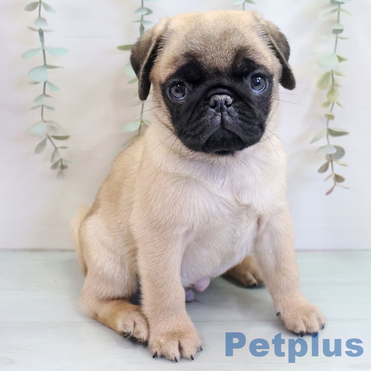福岡県のパグ (ペットプラス 福岡店/2025年10月14日生まれ/男の子/フォーン)の子犬の1枚目の画像