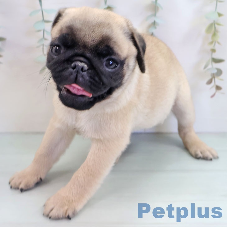 福岡県のパグ (ペットプラス 福岡店/2025年10月14日生まれ/男の子/フォーン)の子犬の2枚目の画像