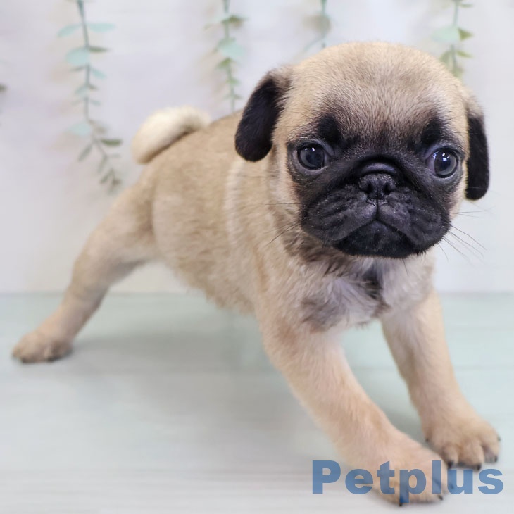 福岡県のパグ (ペットプラス ららぽーと福岡店/2025年10月14日生まれ/男の子/フォーン)の子犬の1枚目の画像