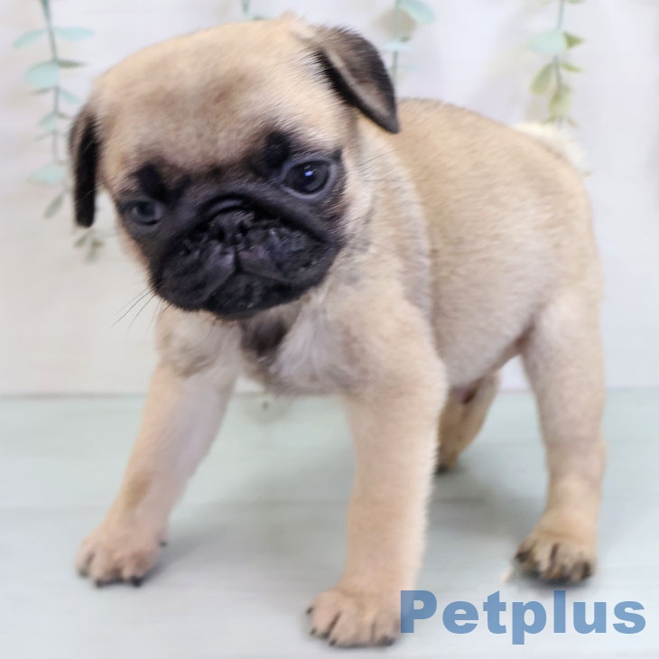福岡県のパグ (ペットプラス ららぽーと福岡店/2025年10月14日生まれ/男の子/フォーン)の子犬の2枚目の画像