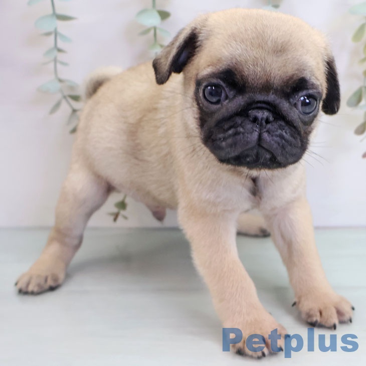 福岡県のパグ (ペットプラス 八幡東店/2025年10月14日生まれ/男の子/フォーン)の子犬の1枚目の画像