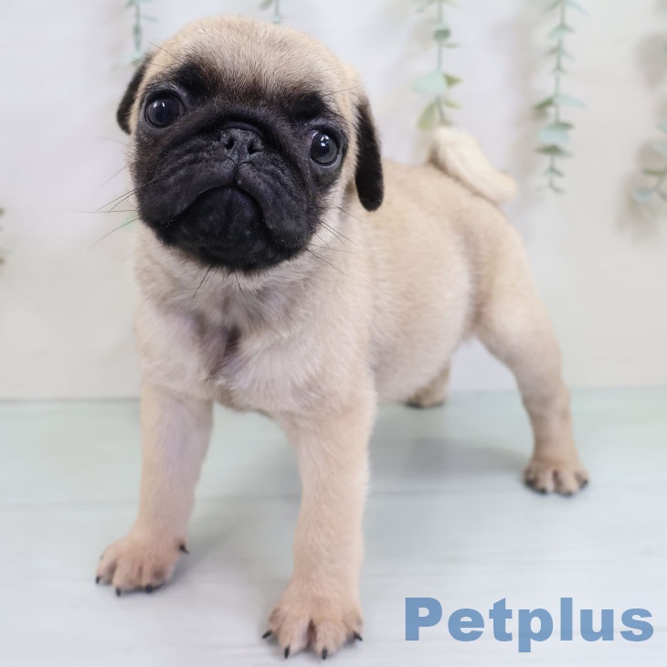 福岡県のパグ (ペットプラス 八幡東店/2025年10月14日生まれ/男の子/フォーン)の子犬の2枚目の画像