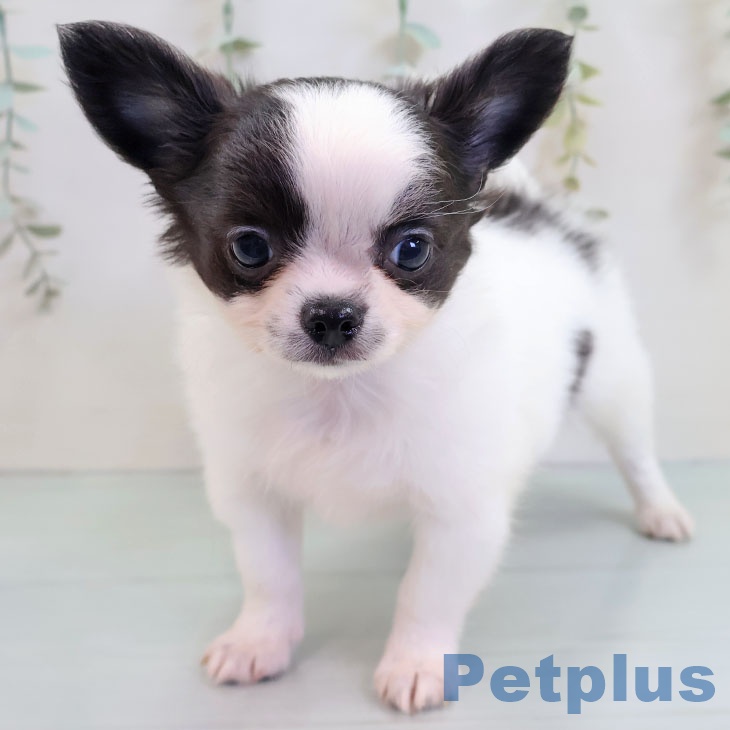 千葉県のチワワ(ロング) (ペットプラス 柏店/2025年10月16日生まれ/男の子/ホワイトブラック)の子犬の1枚目の画像