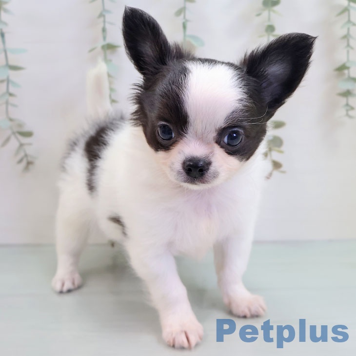 千葉県のチワワ(ロング) (ペットプラス 柏店/2025年10月16日生まれ/男の子/ホワイトブラック)の子犬の2枚目の画像