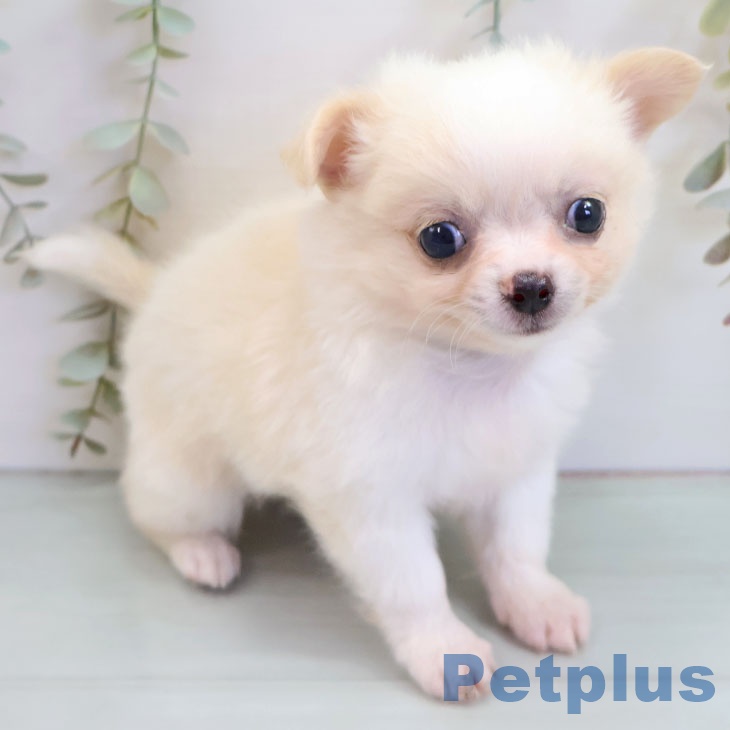 宮崎県のチワワ(ロング) (ペットプラス 宮崎店/2025年10月16日生まれ/男の子/クリームホワイト)の子犬の1枚目の画像