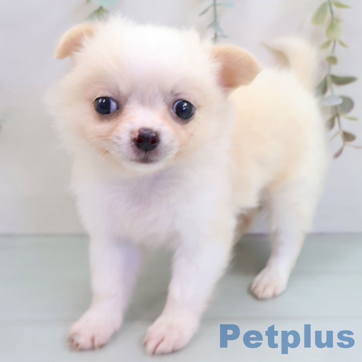 宮崎県のチワワ(ロング) (ペットプラス 宮崎店/2025年10月16日生まれ/男の子/クリームホワイト)の子犬の2枚目の画像