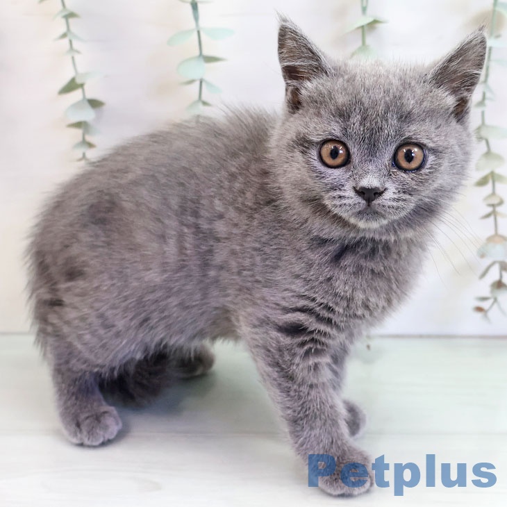 福岡県のブリティッシュショートヘアー (ペットプラス ららぽーと福岡店/2025年10月12日生まれ/女の子/ブルー)の子猫の1枚目の画像