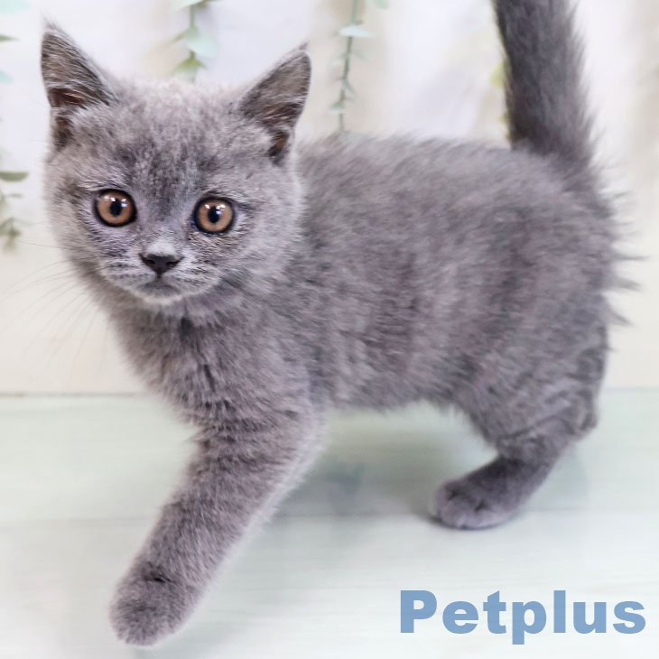 福岡県のブリティッシュショートヘアー (ペットプラス ららぽーと福岡店/2025年10月12日生まれ/女の子/ブルー)の子猫の2枚目の画像