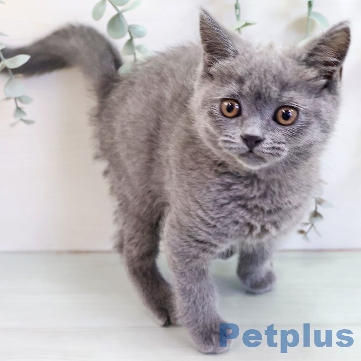 福岡県のブリティッシュショートヘアー (ペットプラス 香椎浜店/2025年10月12日生まれ/女の子/ブルー)の子猫の1枚目の画像