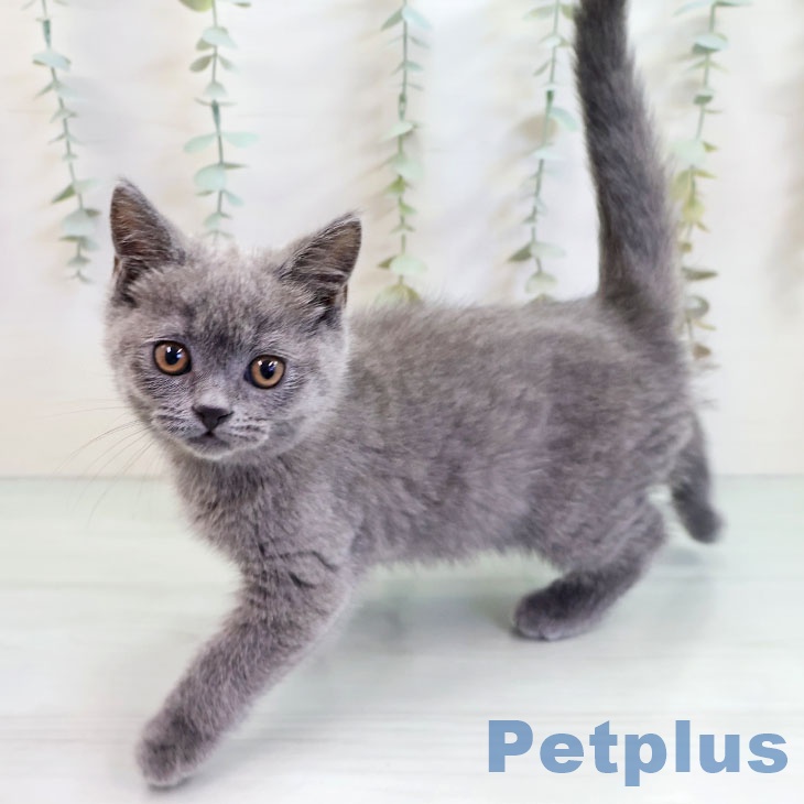 福岡県のブリティッシュショートヘアー (ペットプラス 香椎浜店/2025年10月12日生まれ/女の子/ブルー)の子猫の2枚目の画像
