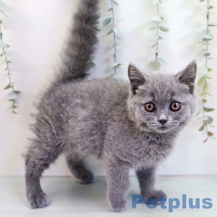 福岡県のブリティッシュショートヘアー (ペットプラス 小倉南店/2025年10月12日生まれ/女の子/ブルー)の子猫の1枚目の画像