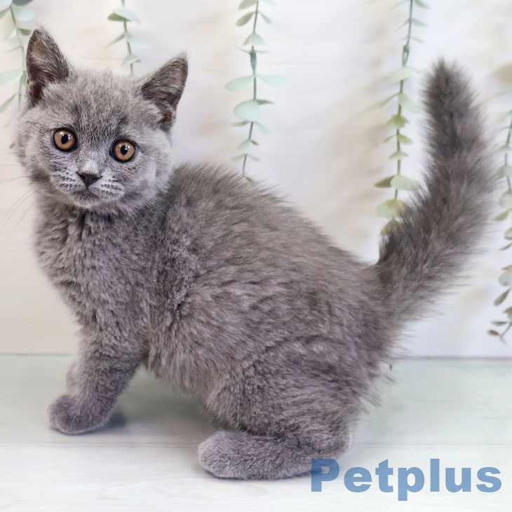福岡県のブリティッシュショートヘアー (ペットプラス 小倉南店/2025年10月12日生まれ/女の子/ブルー)の子猫の2枚目の画像