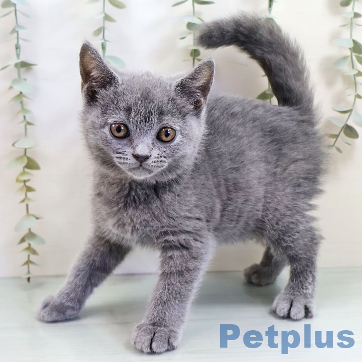 福岡県のブリティッシュショートヘアー (ペットプラス 福岡店/2025年10月14日生まれ/男の子/ブルー)の子猫