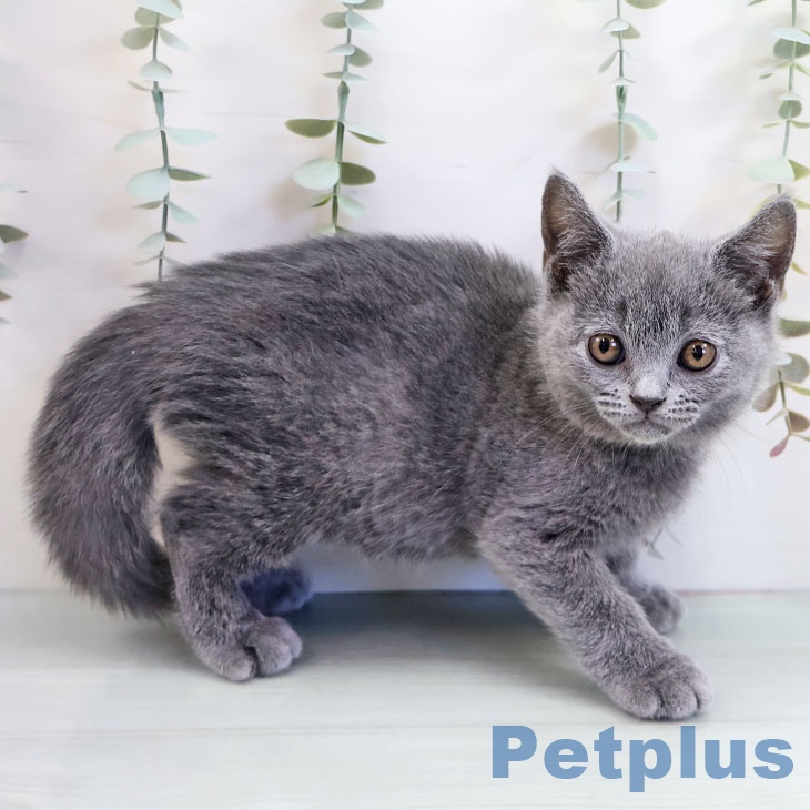 福岡県のブリティッシュショートヘアー (ペットプラス 福岡店/2025年10月14日生まれ/男の子/ブルー)の子猫の2枚目の画像