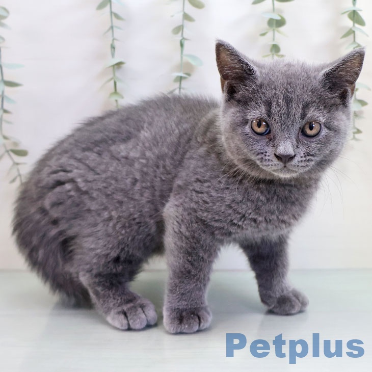 沖縄県のブリティッシュショートヘアー (ペットプラス 南風原店/2025年10月14日生まれ/男の子/ブルー)の子猫の1枚目の画像