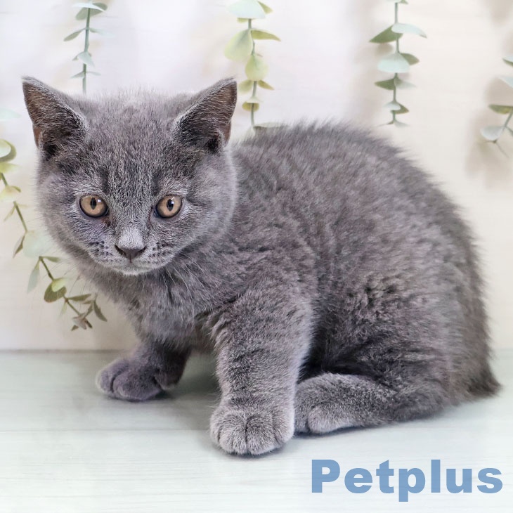 沖縄県のブリティッシュショートヘアー (ペットプラス 南風原店/2025年10月14日生まれ/男の子/ブルー)の子猫の2枚目の画像