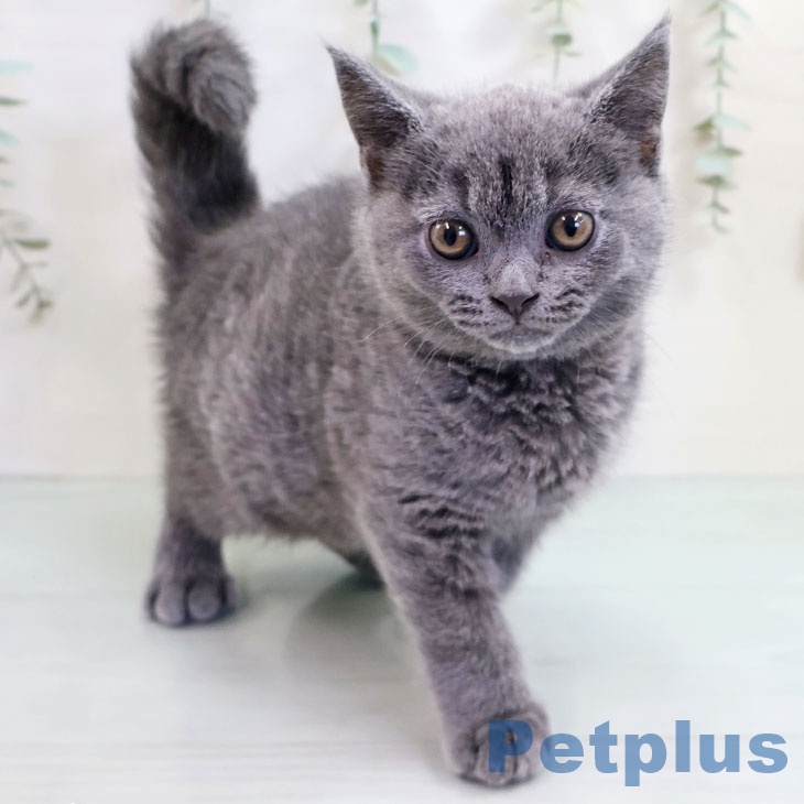 沖縄県のブリティッシュショートヘアー (ペットプラス 沖縄ライカム店/2025年10月14日生まれ/男の子/ブルー)の子猫の1枚目の画像