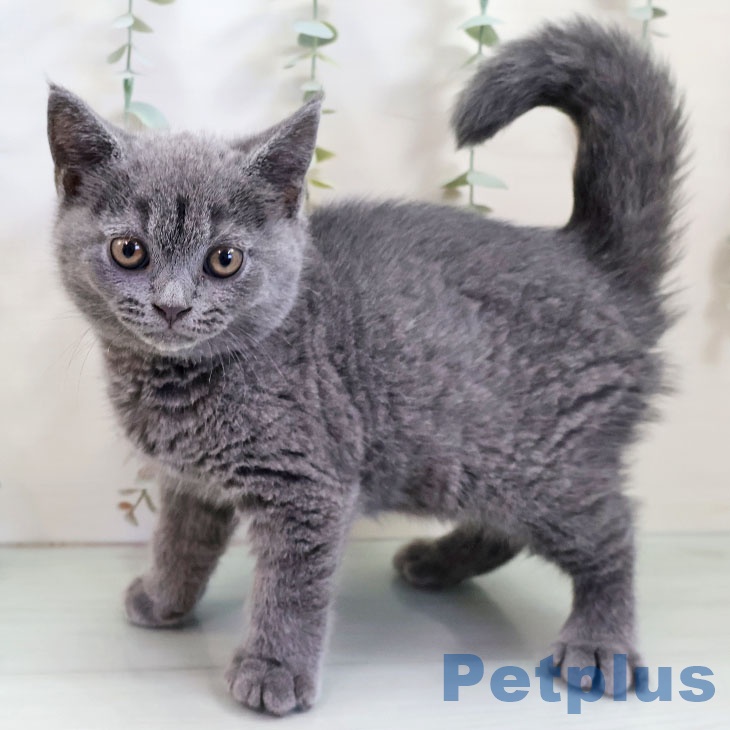 沖縄県のブリティッシュショートヘアー (ペットプラス 沖縄ライカム店/2025年10月14日生まれ/男の子/ブルー)の子猫の2枚目の画像