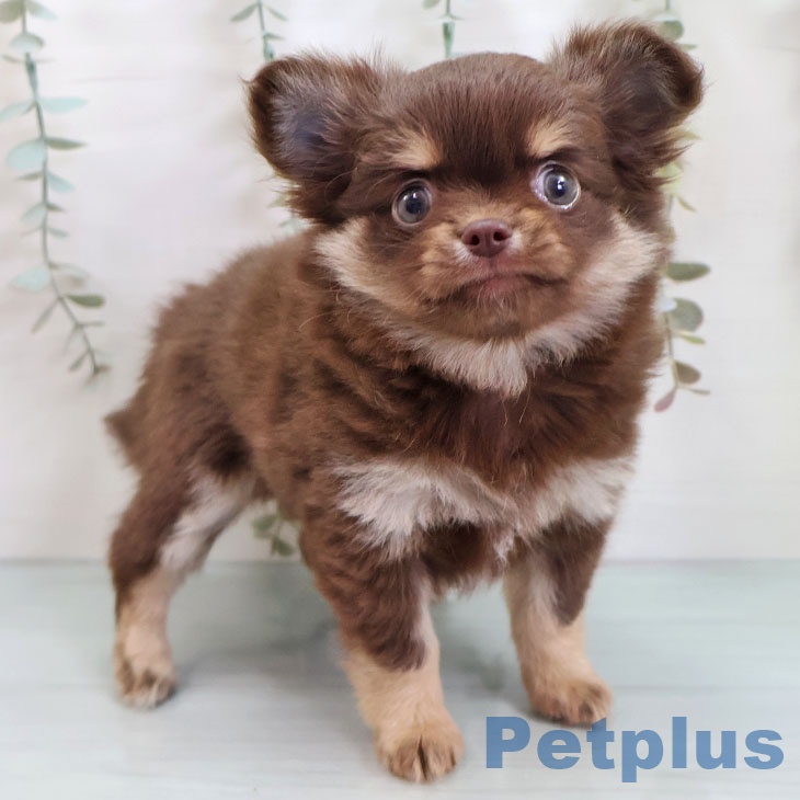 沖縄県のチワワ(ロング) (ペットプラス 沖縄ライカム店/2025年10月21日生まれ/女の子/チョコレートタン)の子犬