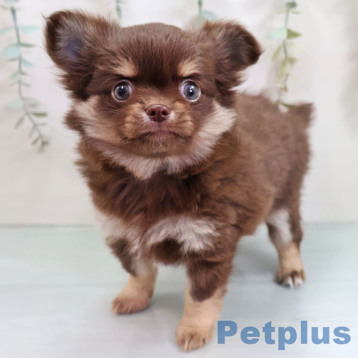 沖縄県のチワワ(ロング) (ペットプラス 沖縄ライカム店/2025年10月21日生まれ/女の子/チョコレートタン)の子犬の2枚目の画像