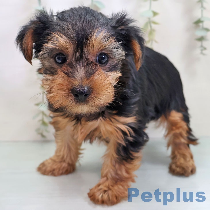 埼玉県のヨークシャーテリア (ペッツワン 新座店/2025年10月22日生まれ/男の子/スチールブルータン)の子犬の1枚目の画像