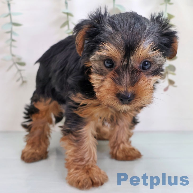 埼玉県のヨークシャーテリア (ペッツワン 新座店/2025年10月22日生まれ/男の子/スチールブルータン)の子犬の2枚目の画像