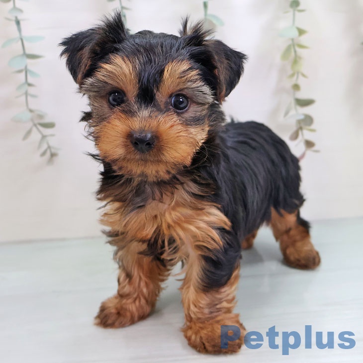 福岡県のヨークシャーテリア (ペットプラス 八幡東店/2025年10月22日生まれ/男の子/スチールブルータン)の子犬の1枚目の画像