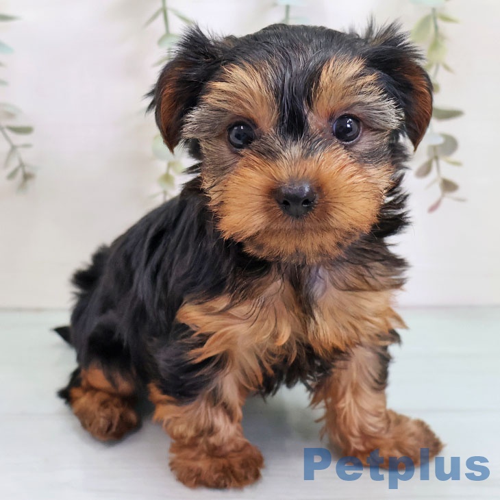 福岡県のヨークシャーテリア (ペットプラス 八幡東店/2025年10月22日生まれ/男の子/スチールブルータン)の子犬の2枚目の画像