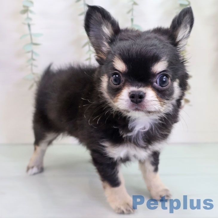 埼玉県のチワワ(ロング) (ペットプラス ピオニウォーク東松山店/2025年10月18日生まれ/男の子/ブラックタンホワイト)の子犬