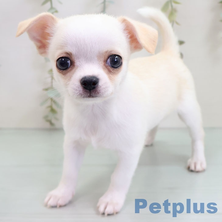 福岡県のチワワ(ロング) (ペットプラス ららぽーと福岡店/2025年10月22日生まれ/男の子/クリームホワイト)の子犬の1枚目の画像