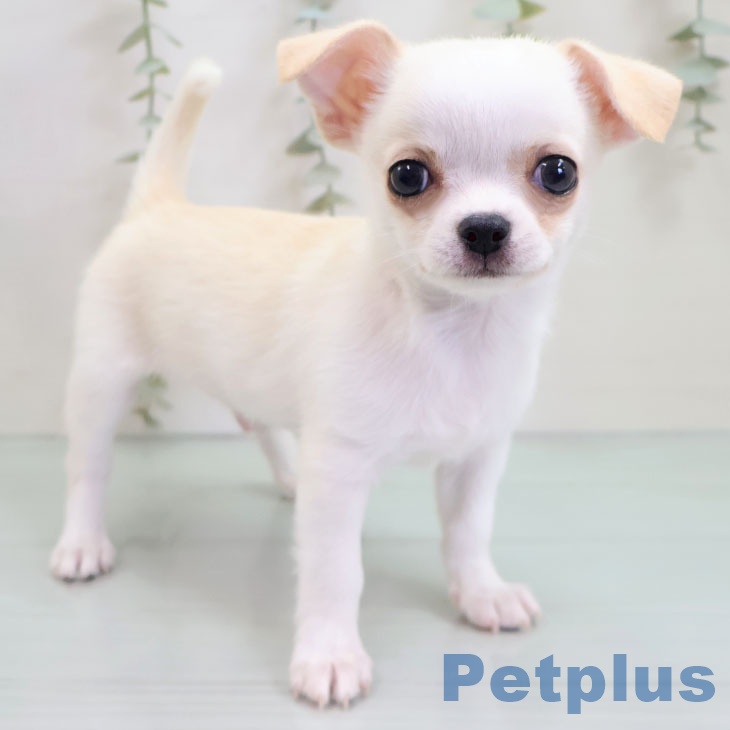 福岡県のチワワ(ロング) (ペットプラス ららぽーと福岡店/2025年10月22日生まれ/男の子/クリームホワイト)の子犬の2枚目の画像
