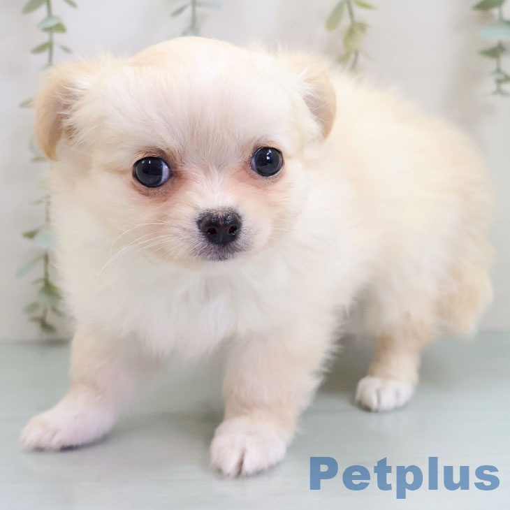 千葉県のチワワ(ロング) (ペットプラス 幕張新都心店/2025年10月22日生まれ/男の子/クリームホワイト)の子犬の1枚目の画像