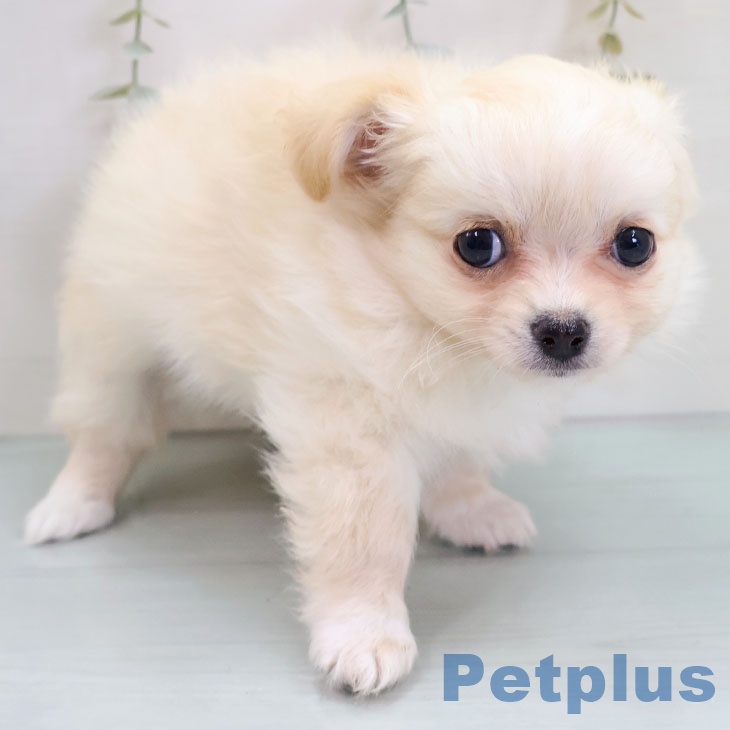 千葉県のチワワ(ロング) (ペットプラス 幕張新都心店/2025年10月22日生まれ/男の子/クリームホワイト)の子犬の2枚目の画像
