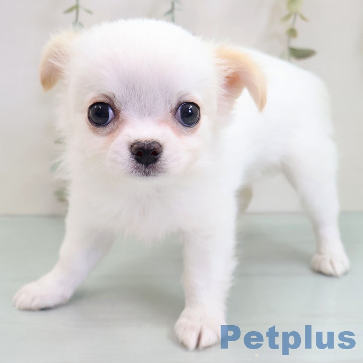 福岡県のチワワ(ロング) (ペットプラス 香椎浜店/2025年10月22日生まれ/女の子/ホワイトクリーム)の子犬の1枚目の画像