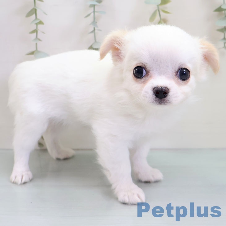 福岡県のチワワ(ロング) (ペットプラス 香椎浜店/2025年10月22日生まれ/女の子/ホワイトクリーム)の子犬の2枚目の画像