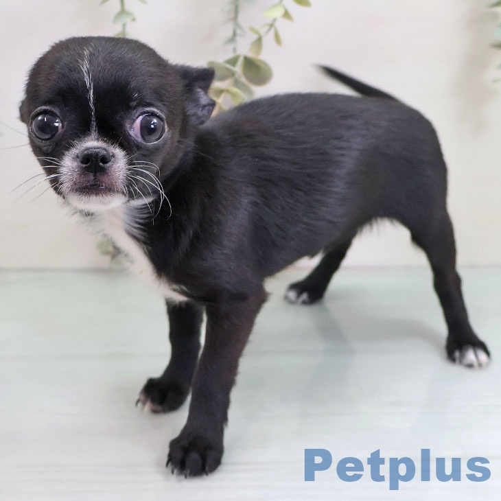 東京都のチワワ(ロング) (ペットプラス 東久留米店/2025年10月18日生まれ/女の子/ブラックホワイト)の子犬の1枚目の画像