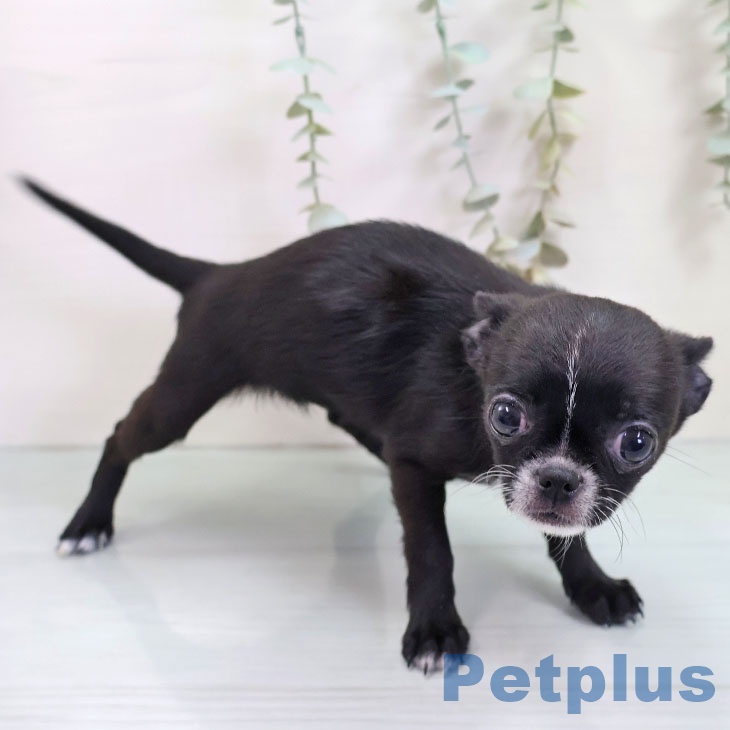 東京都のチワワ(ロング) (ペットプラス 東久留米店/2025年10月18日生まれ/女の子/ブラックホワイト)の子犬の2枚目の画像