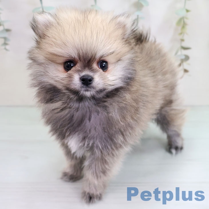 福岡県のポメラニアン (ペットプラス 福岡店/2025年10月22日生まれ/男の子/オレンジセーブル)の子犬の1枚目の画像