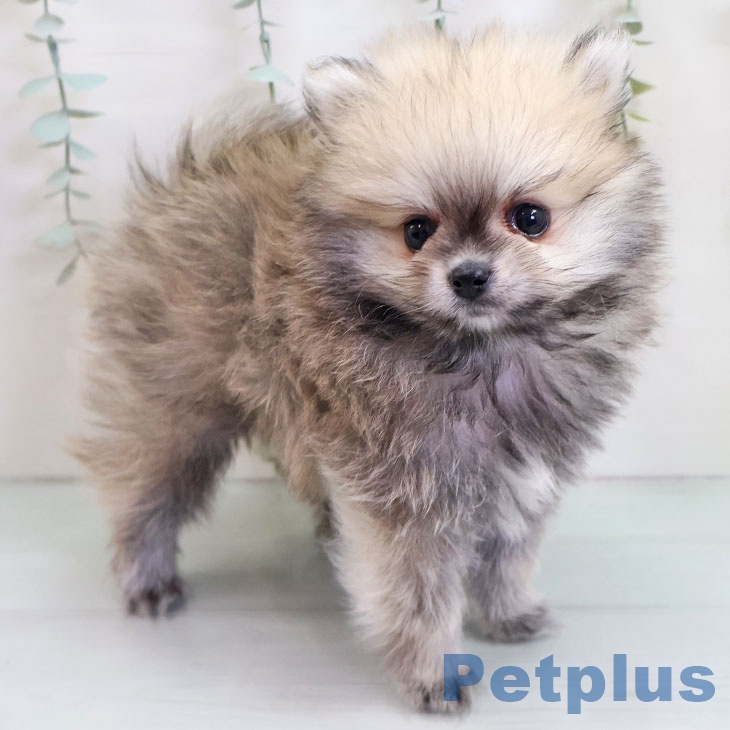 福岡県のポメラニアン (ペットプラス 福岡店/2025年10月22日生まれ/男の子/オレンジセーブル)の子犬の2枚目の画像