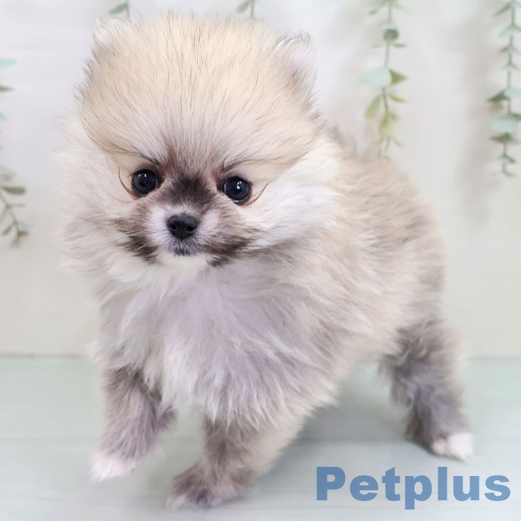 ポメラニアンの写真2