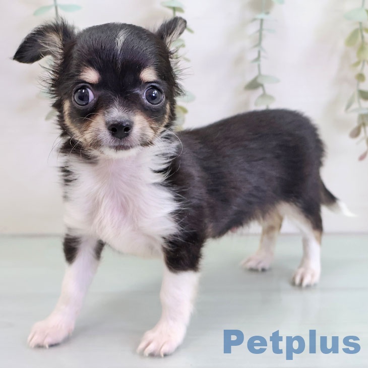 福岡県のチワワ(ロング) (ペットプラス 福岡店/2025年10月21日生まれ/男の子/ブラックタン)の子犬