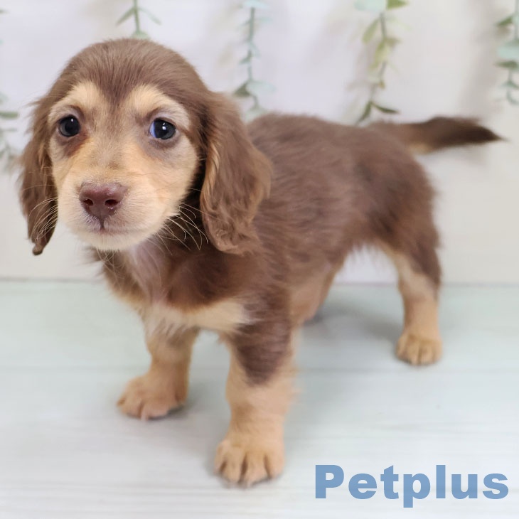 福岡県のミニチュアダックスフンド(ロング) (ペットプラス 福岡店/2025年10月22日生まれ/男の子/チョコレートタン)の子犬の1枚目の画像