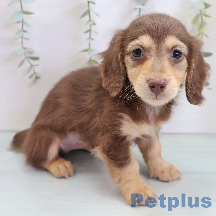 福岡県のミニチュアダックスフンド(ロング) (ペットプラス 福岡店/2025年10月22日生まれ/男の子/チョコレートタン)の子犬の2枚目の画像