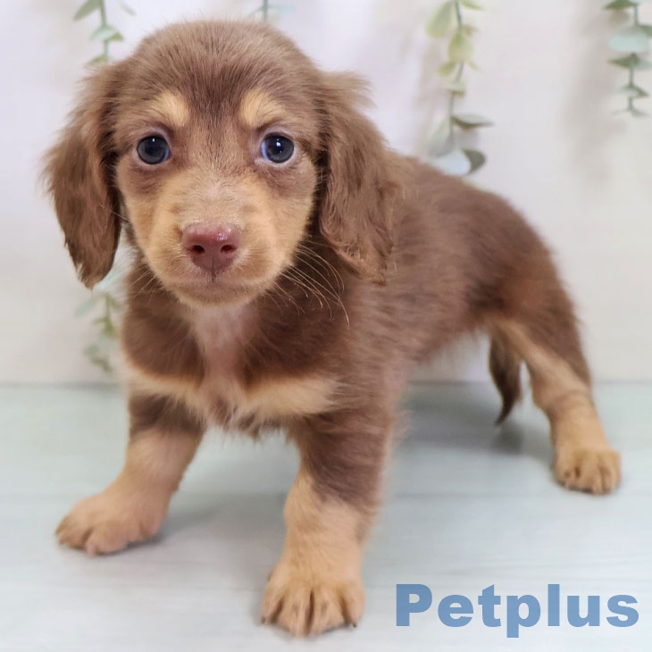 熊本県のミニチュアダックスフンド(ロング) (ペットプラス 熊本店/2025年10月22日生まれ/男の子/チョコレートタン)の子犬の1枚目の画像