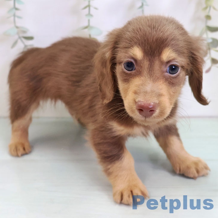 熊本県のミニチュアダックスフンド(ロング) (ペットプラス 熊本店/2025年10月22日生まれ/男の子/チョコレートタン)の子犬の2枚目の画像