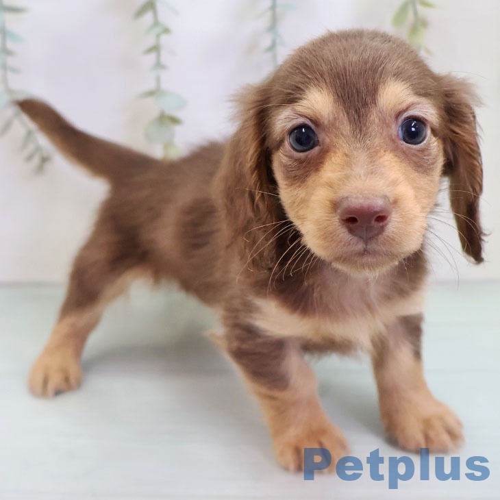 ミニチュア・ダックスフンド