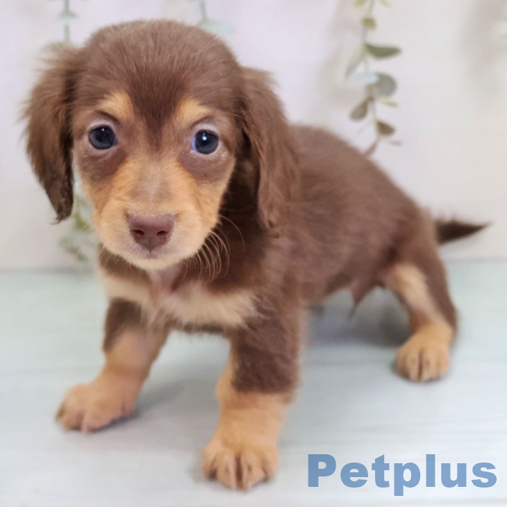 熊本県のミニチュアダックスフンド(ロング) (ペットプラス 熊本店/2025年10月22日生まれ/女の子/チョコレートタン)の子犬の1枚目の画像